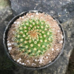 Parodia Chrysacanthion Cactus Plant -Plant Life Decor Shop Parodiachrysocantha 2