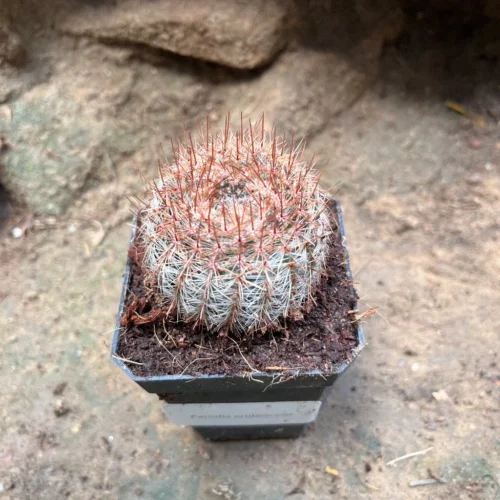 Notocactus Schlosseri Cactus Plant -Plant Life Decor Shop Parodiaerubescens 1 7f66b395 30b9 475f 8f40 db8d36e9b17f