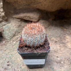Notocactus Schlosseri Cactus Plant -Plant Life Decor Shop Parodiaerubescens 2 b39762ad f981 4a0b 95b3 d6fc22130a80