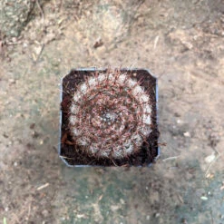 Notocactus Schlosseri Cactus Plant -Plant Life Decor Shop Parodiaerubescens 8dc537a6 75a8 461a b3b3 43d2fb02932a