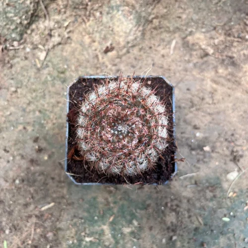 Notocactus Schlosseri Cactus Plant -Plant Life Decor Shop Parodiaerubescens 8dc537a6 75a8 461a b3b3 43d2fb02932a