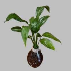 Peace Lily 'Petite' Terrarium Kit -Plant Life Decor Shop PeaceLilyPetite 1