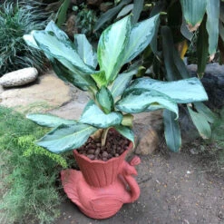 Peacock Terracotta Pot