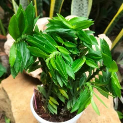 Pedilanthus Tithymaloides Nana Green Succulent Plant -Plant Life Decor Shop PedilanthusTithymaloidesNanaGreen 2