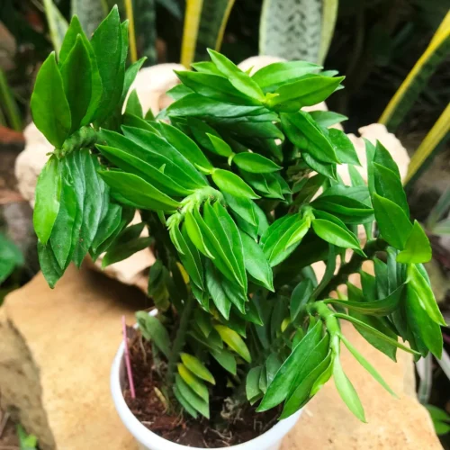 Pedilanthus Tithymaloides Nana Green Succulent Plant -Plant Life Decor Shop PedilanthusTithymaloidesNanaGreen 2