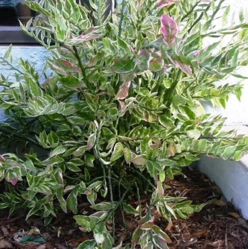 Japanese Poinsettia Succulent Plant