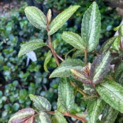 Pellionia Repens Plant