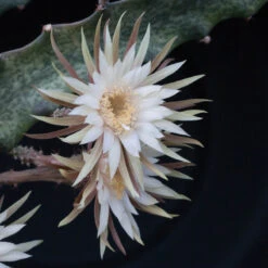 Peniocereus Maculatus Cactus Plant