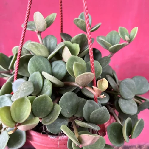 Peperomia Tetraphylla ‘Hope’ Succulent Plant -Plant Life Decor Shop PeperomiaTetraphyllaHope 1