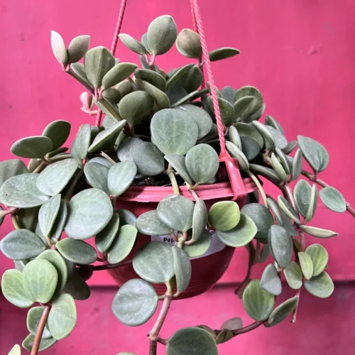 Peperomia Tetraphylla ‘Hope’ Succulent Plant