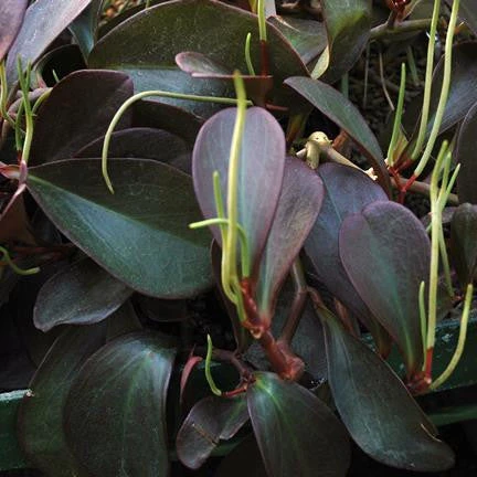 Peperomia Claviformis Succulent Plant 2 Peperomia Claviformis Succulent Plant - Image 2