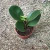 Peperomia Magnoliifolia Succulent Plant