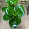 Peperomia Obtusifolia Green Succulent Plant