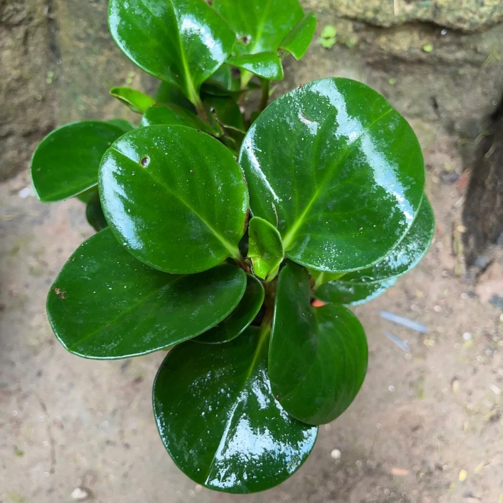 Peperomia Obtusifolia Green Succulent Plant 1 Peperomia Obtusifolia Green Succulent Plant
