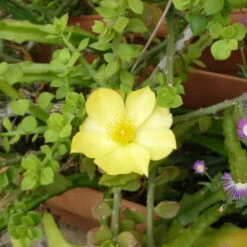 Pereskiopsis Velutina Cactus Plant -Plant Life Decor Shop Pereskiopsis diguetii