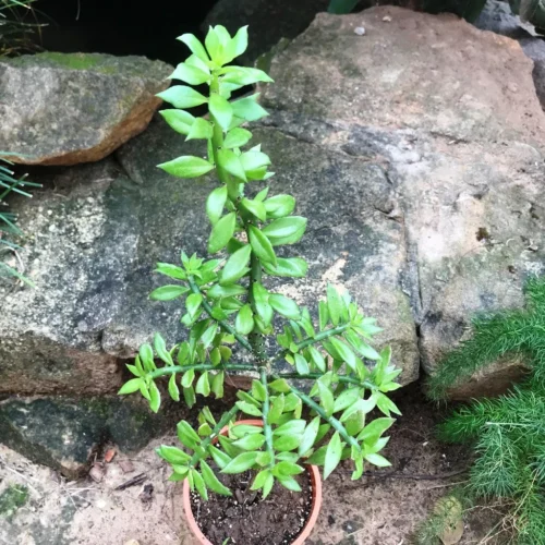 Pereskiopsis Velutina Cactus Plant