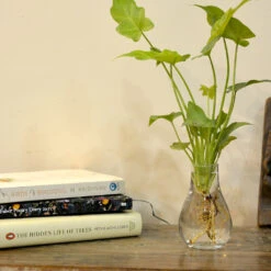 Philodendron Lemon Lime Water Terrarium Kit -Plant Life Decor Shop PhilLemonLime 1