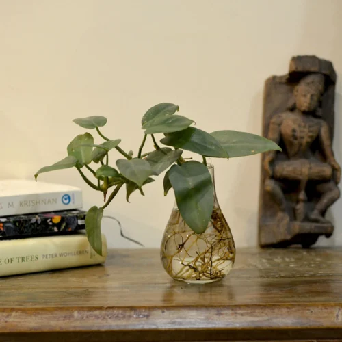 Philodendron Panduriforme Fiddlehead Water Terrarium Kit