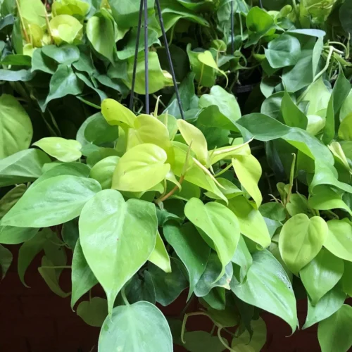 Philodendron Cordatum Brazil Golden Plant