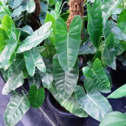 Philodendron Kerala Hybrid Plant -Plant Life Decor Shop PhilodendronKeralahybridmounted 250 2