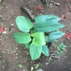 Philodendron Panduriforme Plant
