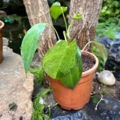 Philodendron Paraiso Verde Plant -Plant Life Decor Shop PhilodendronParaisoVerde 2