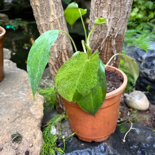 Philodendron Paraiso Verde Plant 7 Philodendron Paraiso Verde Plant -Plant Life Decor Shop PhilodendronParaisoVerde 2