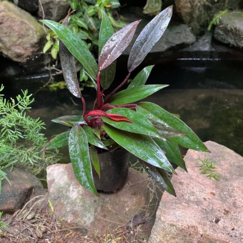 Philodendron Red Emerald Plant -Plant Life Decor Shop PhilodendronRoyalQueen 2