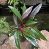 Philodendron Red Emerald Plant