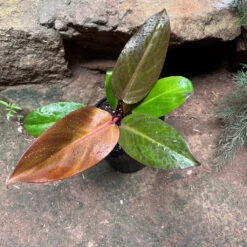 Philodendron Prince Of Orange Plant 5 Philodendron Prince Of Orange Plant -Plant Life Decor Shop PhilodendronTropicSunrise 5