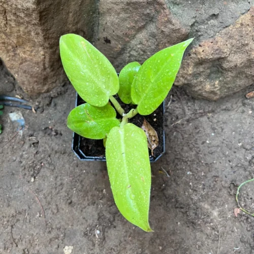 Philodendron 'Golden Melinonii' Plant 5 Philodendron 'Golden Melinonii' Plant -Plant Life Decor Shop Philodendron GoldenMelinonii 1