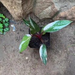 Philodendron 'Pink Princess' Plant -Plant Life Decor Shop Philodendron PinkPrincess 2