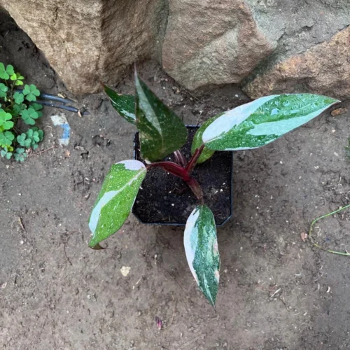 Philodendron 'Pink Princess' Plant 6 Philodendron 'Pink Princess' Plant -Plant Life Decor Shop Philodendron PinkPrincess 2