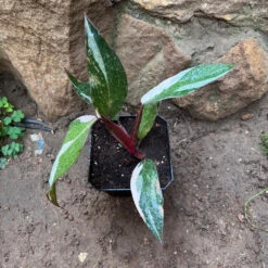 Philodendron 'Pink Princess' Plant -Plant Life Decor Shop Philodendron PinkPrincess 3