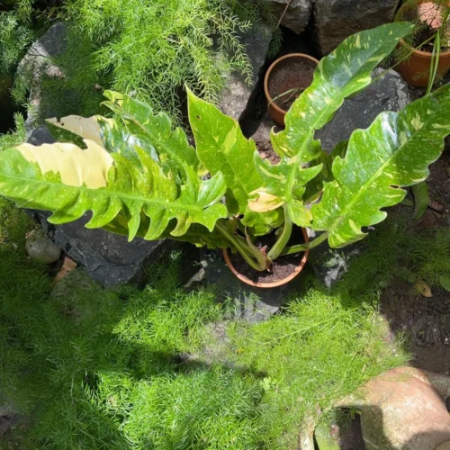 Philodendron Ring Of Fire Variegated Plant -Plant Life Decor Shop Philodendron Ring of Fire Variegated 1