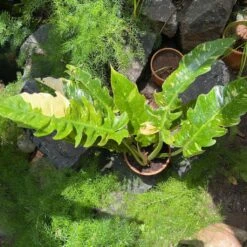 Philodendron Ring Of Fire Variegated Plant -Plant Life Decor Shop Philodendron Ring of Fire Variegated 2