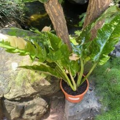 Philodendron Ring Of Fire Variegated Plant -Plant Life Decor Shop Philodendron Ring of Fire Variegated 4