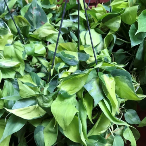 Philodendron Cordatum Brazil Plant