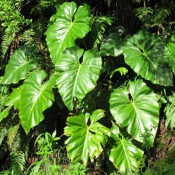 Philodendron Giganteum Plant