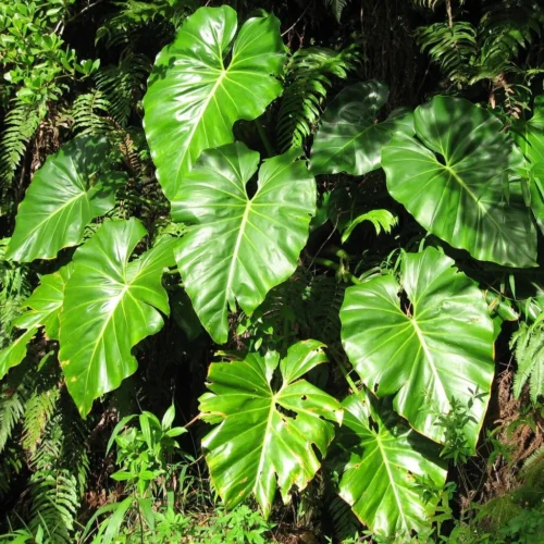 Philodendron Giganteum Plant