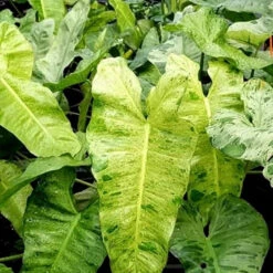 Philodendron Paraiso Verde Plant