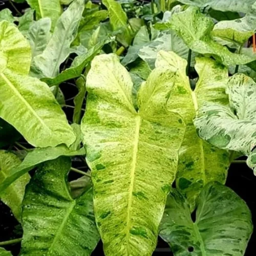 Philodendron Paraiso Verde Plant