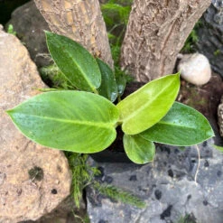 Philodendron Ruaysap Plant -Plant Life Decor Shop Philodendronruaysap 2