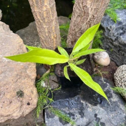 Philodendrum Golden Saw Plant -Plant Life Decor Shop PhilodendrumGoldenSaw 2