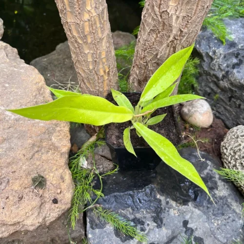 Philodendrum Golden Saw Plant -Plant Life Decor Shop PhilodendrumGoldenSaw 2