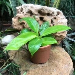 Philodendron Moonshine Plant