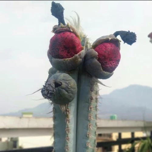 Pilosocereus Pachycladus Blue Columner Cactus Plant 9 Pilosocereus Pachycladus Blue Columner Cactus Plant -Plant Life Decor Shop PilosocereusPachycladus 4