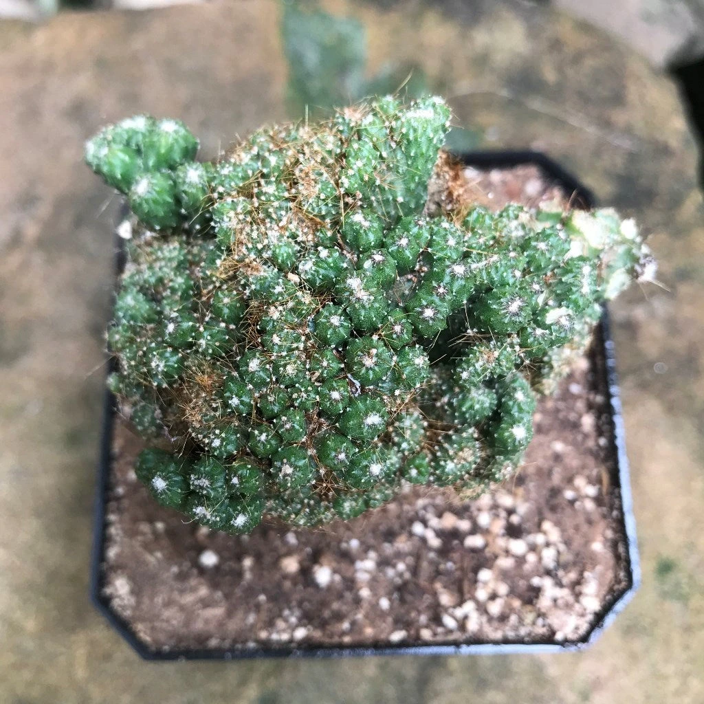 Cereus Repandus F. Monstrose Cristate Petra Cactus Plant 2 Cereus Repandus F. Monstrose Cristate Petra Cactus Plant - Image 2