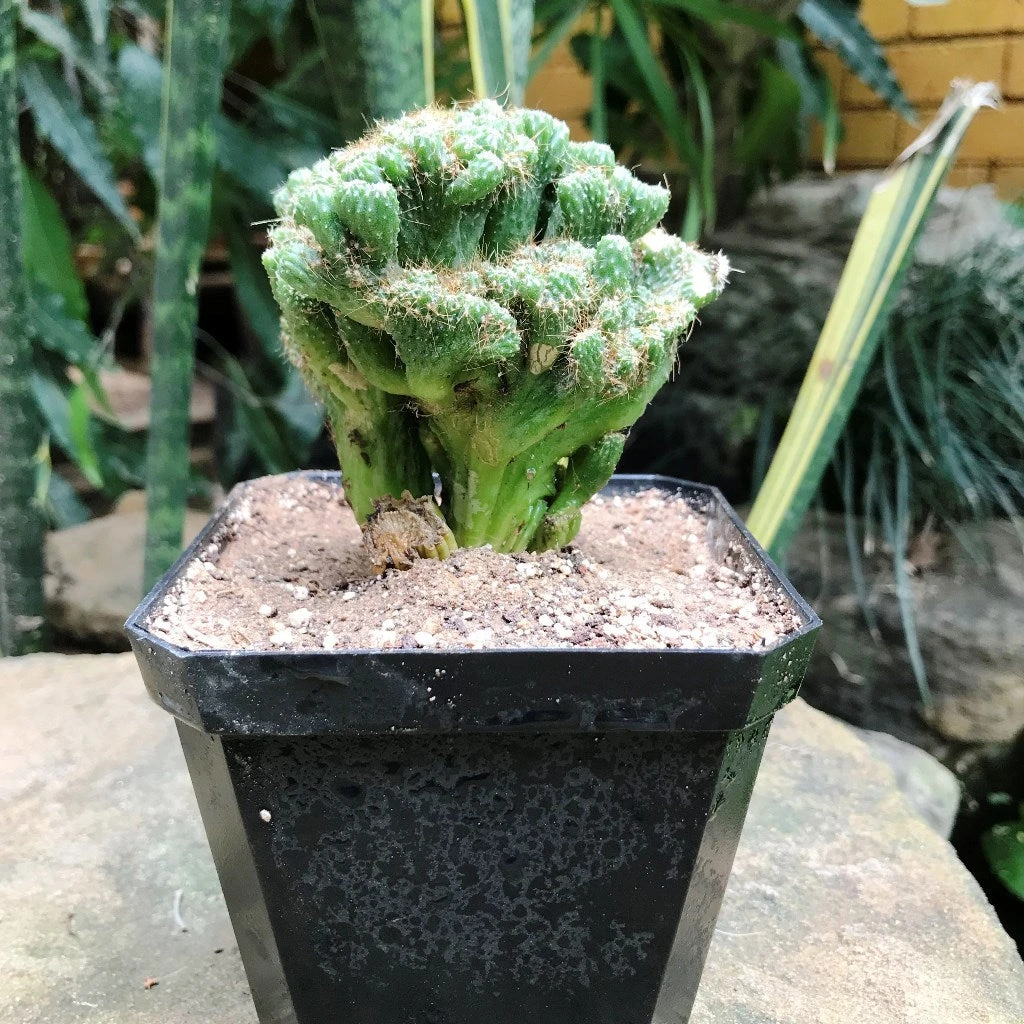Cereus Repandus F. Monstrose Cristate Petra Cactus Plant 3 Cereus Repandus F. Monstrose Cristate Petra Cactus Plant - Image 3