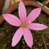 Rain Lily 'Pim Chompoo' (Bulbs)